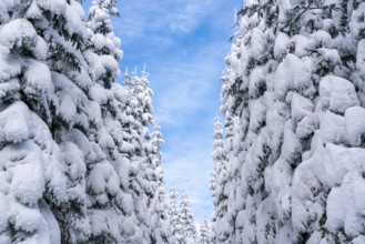 Winter in Sauerland, Hochsauerlandkreis, at Kahler Asten, near Winterberg, few tourists, visitors,