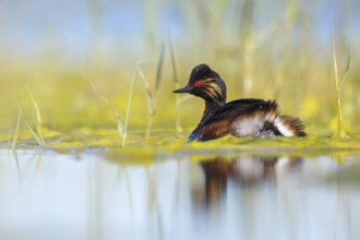 Black-necked grebe (Podiceps nigricollis), swimming in the water, Hides de El Taray / Floating Hid,