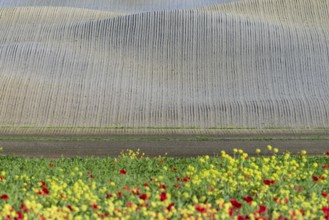 Landscape around San Quirico dOrcia, Val d'Orcia, Orcia Valley, UNESCO World Heritage Site,