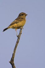 Stonechat, (Saxicola torquata), foraging, female, Bad Dürkheim district, Eich,