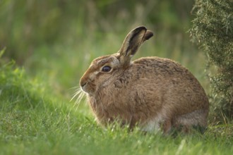 European brown hare (Lepus europaeus) adult animal resting in grassland, England, United Kingdom,