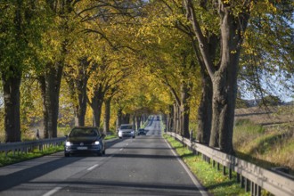 Autumnal lime tree avenue (Tilia) on a federal road B 104, Lübeck-Rehna, Mecklenburg-Vorpommern,