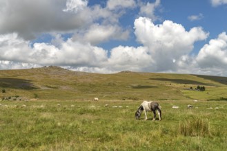 Pony in the countryside near Merrivale, Dartmoor, Devon, England, Great Britain