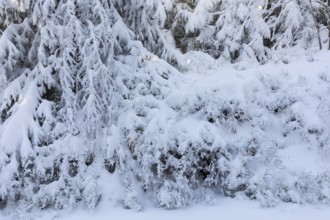 The crystals of hoarfrost look like lace on the snow-covered fir branches, winter landscape on the