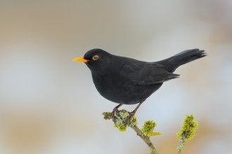 Blackbird (Turdus merula), male sitting on a branch overgrown with lichen and moss, wildlife,