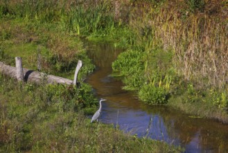 Bottrop-Gladbeck, North Rhine-Westphalia, Germany, grey heron, also known as a heron, on the