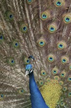 Indian peafowl or Peacock (Pavo cristatus) adult male bird displaying showing its tail feathers,