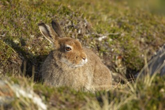 Mountain hare (Lepus timidus) adult animal in its summer coat on a hillside, Cairngorm mountains,