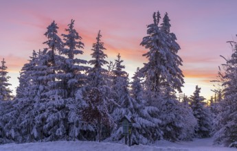 Twilight at sunset behind the snow-covered trees on the Auersberg, Eibenstock, Erzgebirge, Saxony,