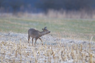 Roe deer (Capreolus capreolus) adult male buck in a frosty farmland field with a piece of plastic