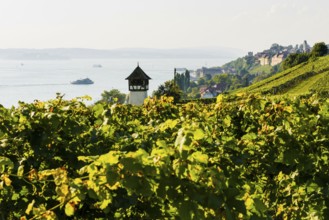 Vineyards and lake, Meersburg, Lake Constance, Baden-Württemberg, Germany, Europe