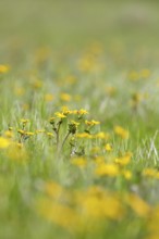 Marsh marigold (Caltha palustris), flowers of wetland biotopes, yellow flower, Flusslandschaft