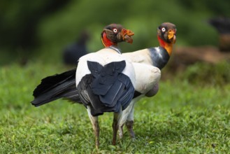 King vulture (Sarcoramphus papa), cock, vulture birds (Aegypiinae), Laguna del Lagarto Lodge,