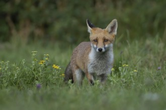 Red fox (Vulpes vulpes) adult animal standing in grassland with summer flowers, England, United