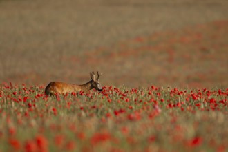 Roe deer (Capreolus capreolus) adult male buck in a farmland cereal crop in the summer with red