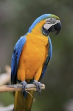 Yellow-breasted Macaw (Ara ararauna), adult, on wait, South America