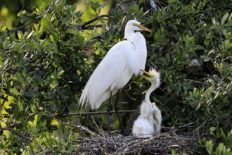 Great Egret (Ardea alba), adult, with young, nest, breeding site, St. Augustine, Florida, USA,