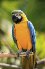 Yellow-breasted Macaw (Ara ararauna), adult, on wait, South America