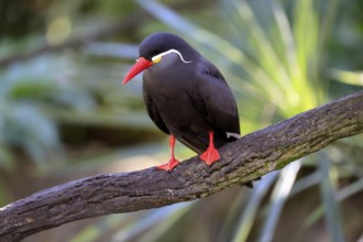 Inca Tern (Larosterna inca), adult, on tree, on wait, South America