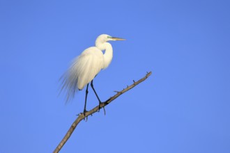 Great Egret (Ardea alba), adult, breeding plumage, decorative feathers, perch, St. Augustine,