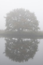 English oak (Quercus robur) in fog, Emsland, Lower Saxony, Germany, Europe