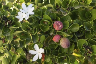 Natal plum (Carissa macrocarpa), Sicily, Italy, Europe