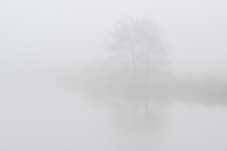 Alder trees (Alnus glutinosa) at a body of water in fog, Emsland, Lower Saxony, Germany, Europe