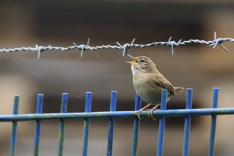 A wren (Troglodytes troglodytes) sits on a blue fence and sings next to barbed wire, Hesse,