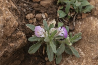 Musk greenfinch (Ajuga iva), Sicily, Italy, Europe