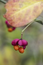 Peacock, spindle bush (Euonymus europaeus), fruit stand, Emsland, Lower Saxony, Germany, Europe