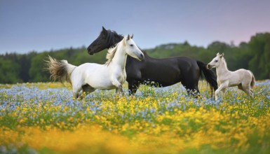 Horse family, stallion, mare and two foals, studio, AI generated