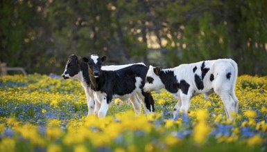 Three black and white calves in the meadow, cow, studio, AI generated