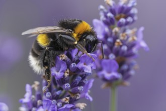 Large earth bumblebee (Bombus terrestris) on lavender flower (Lavendula), AI generated, AI