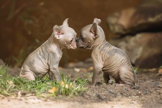 Two cute Mexican Hairless pups seated and looking at each other, AI generated