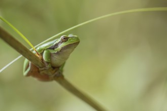 Common Tree Frog (Hyla arborea) sitting in the vegetation at the edge of the forest.Bas rhin,