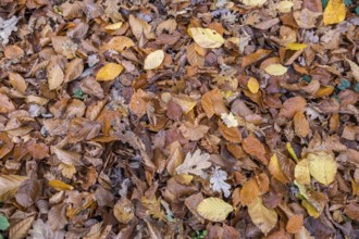 Colourful beech and oak leaves in autumn, Münsterland, North Rhine-Westphalia, Germany, Europe