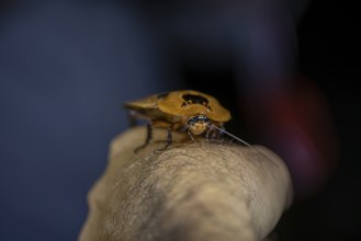 Giant marbled cockroach (Archimandrita marmorata), cockroach sitting on one arm, at night,