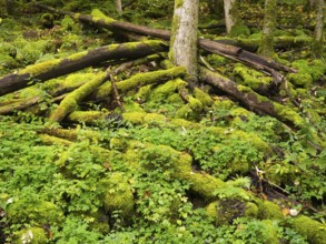 Basalt boulders, and old tree stems, covered with moss, in the forest beside the Schwartzbach, in