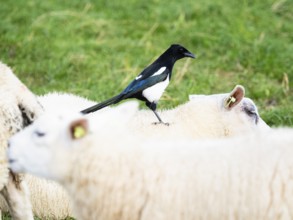 Magpie (Pica pica), adult bird, perched on the back of a Texel sheep, searching for insects, island