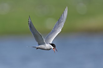 Common Tern (Sterna hirundo), in flight, Texel, West Frisian Islands, province of North Holland,