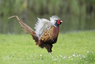 Pheasant (Phasianus colchicus), male, mating, flapping wings, fluttering, Texel, North Holland,