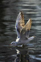 Black-headed Black-headed Gull (Larus ridibundus), approaching over water, evening light, Lake Zug,