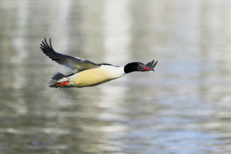 Goosander (Mergus merganser), male in flight, Lake Zug, Switzerland, Europe