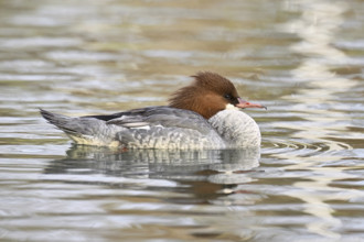 Goosander (Mergus merganser), female, swimming, Switzerland, Europe