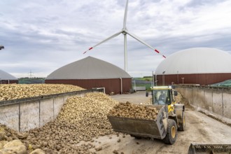 Biogas plant produces gas from various biomass, here the sugar beet storage, the electricity is