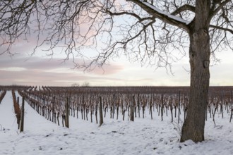 Winter vineyards in the snow with a bare tree and pink-coloured sky, Southern Palatinate,