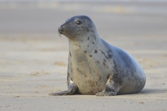 Grey seal (Halichoerus grypus) adult animal on a beach, Norfolk, England, United Kingdom, Europe