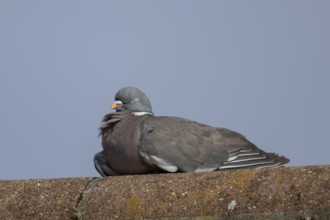 Wood pigeon (Columba palumbus) adult bird sleeping on an urban house rooftop, England, United