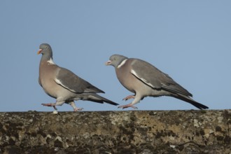 Wood pigeon (Columba palumbus) two adult birds during their courtship display with one bird chasing