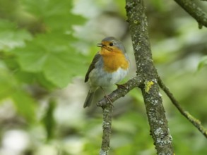 European robin (Erithacus rubecula), adult bird, perched on a branch singing, surrounded by green